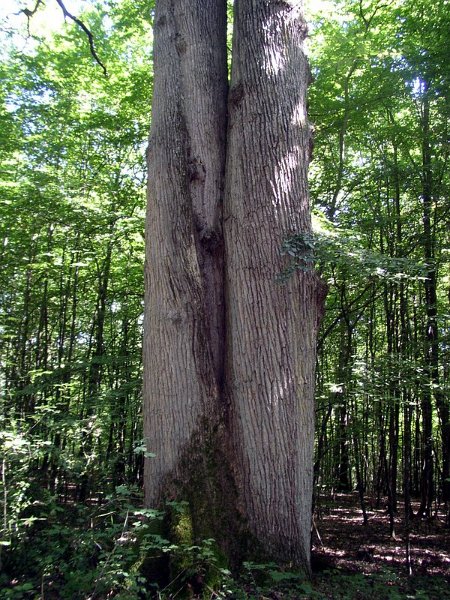 2011 07  Myco bois des Plainvaux 16